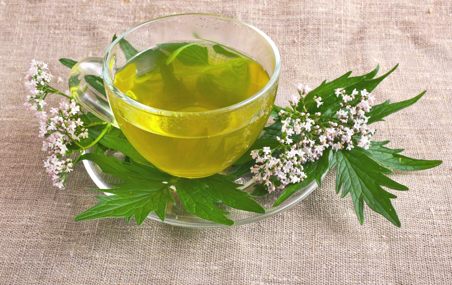 Sommeil : la valériane aide-t-elle réellement à dormir ?